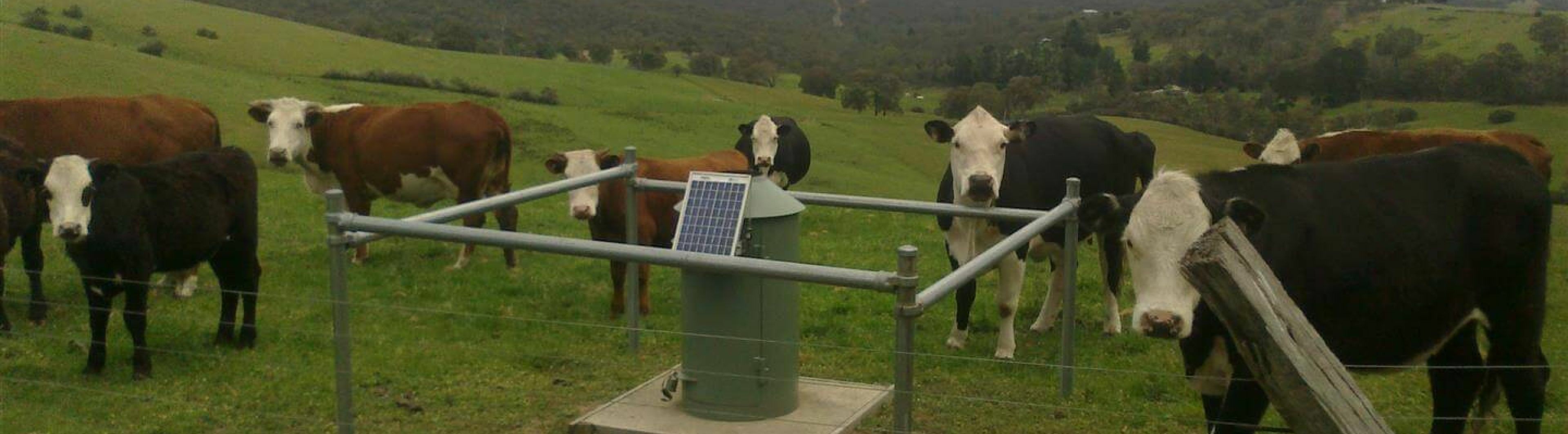 Rain gauge in a paddock with livestock - Ben Morris